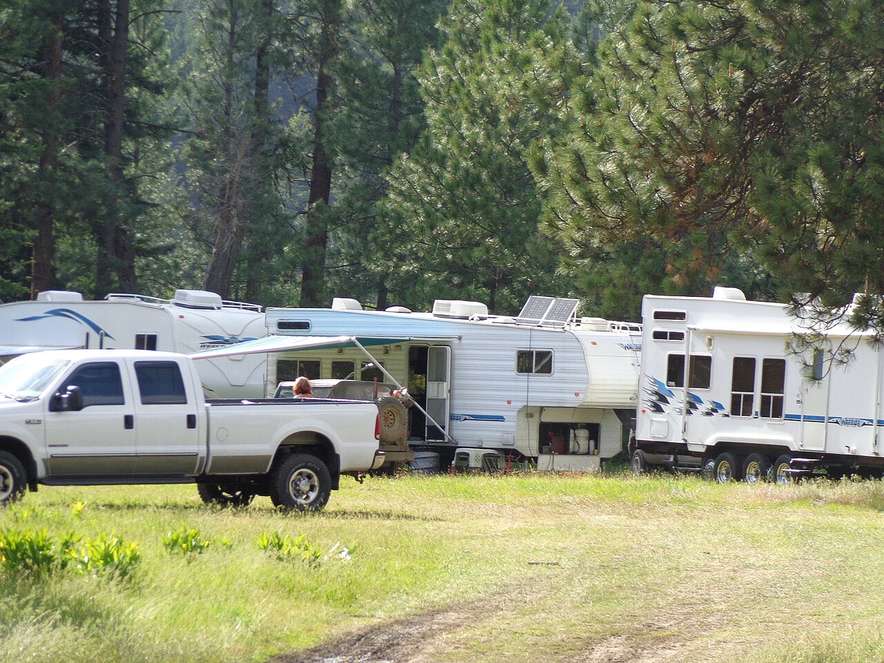 A white Ford pickup parked beside a row of fifth-wheel trailers under pine trees at a campground